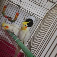 یک جفت عروس هلندی