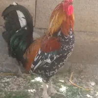 مرغ و خروس لری