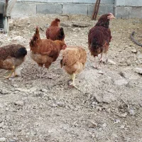 مرغ|حیوانات مزرعه|کوهنانی, |دیوار