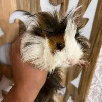 خوکچه هندی نر بالغ|موش و خرگوش|تبریز, |دیوار