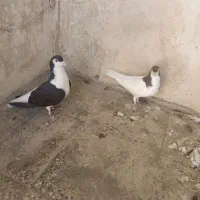 کبوتر کله شهری|پرنده|شیراز, باغ تخت|دیوار