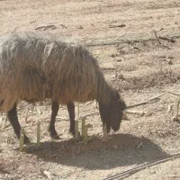 میش سوز ملحه بره دار ذات قدیم