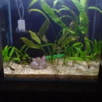 اکواریوم با گیاه با وسایل