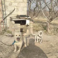 واگذاری پا کوتاه( بیسدی)