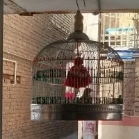 سهره خاکی نر|پرنده|قم, امامزاده ابراهیم|دیوار