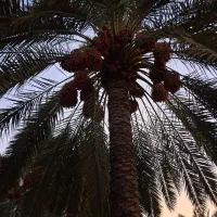 فروش ثمر نخل خاصه