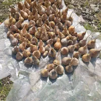 کدو تزئینی برای ساخت عروسک و لوازم دکوری