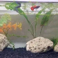 ماهی|ماهی|قزوین, |دیوار