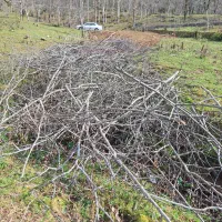 زمین مسکونی با پروانه در دل جنگل|فروش زمین و ملک کلنگی|سیاهکل, |دیوار