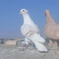 کفتر رنگه پرشی|پرنده|تربت‌حیدریه, بالا ولایت|دیوار