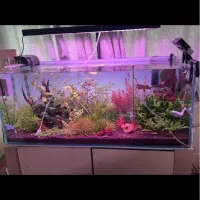 اکواریوم ریملس