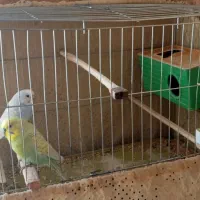 با قفس و وسایل بە فروش می رسد