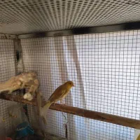 قناری ماده|پرنده|صدرا-فارس, فاز ۱|دیوار