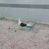 دوکت نر|پرنده|بندر ماهشهر, |دیوار