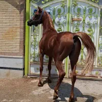 اسب|اسب و تجهیزات اسب‌سواری|ماکو, |دیوار