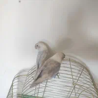 طوطی کتوله|پرنده|زرند, |دیوار