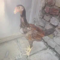 فروش جوجه لاری