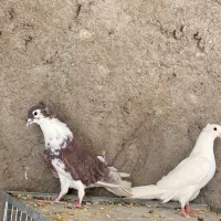 کبوتر دمگیر|پرنده|برخوار, |دیوار