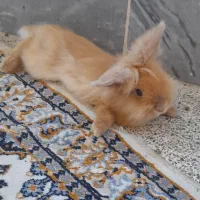 خرگوش‌های لوپ اصل هلندی|موش و خرگوش|اهواز, کوروش|دیوار