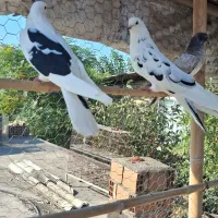 کبوتر زیبا|پرنده|ساری, |دیوار