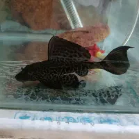 یک عدد ماهی لج خوار.