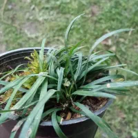 یال اسبی مینیاتوری