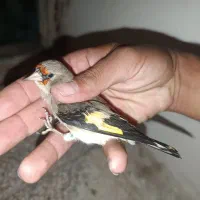 سهره وحش پاییزی دورگ|پرنده|شیراز, بالا کفت|دیوار