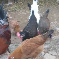 مرغ محلی اصل تخم گذار