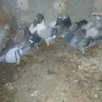 کبوتر المانی