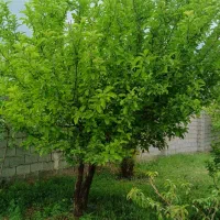 باغ ویلا ،سد امند