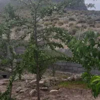 چهار حبه ملک  احمد آباد خیاری دهج|فروش زمین و ملک کلنگی|دهج, |دیوار