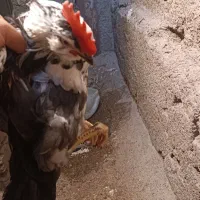 خروس گلین پنگونی