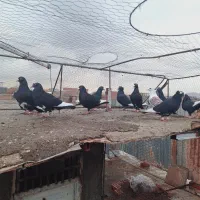 کبوتر پرنده