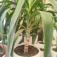 گل شمشیری|گل و گیاه طبیعی|بهارستان, |دیوار