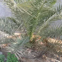 نخل قصب خنیزی خاصویی|گل و گیاه طبیعی|خورموج, |دیوار