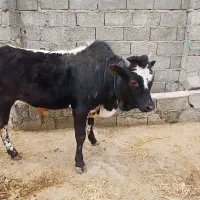 گوساله نر محلی و گیل دورگ گیلان ارسال میشه