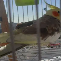 عروس هلندی گمشده