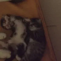 واگذاری بچه گربه