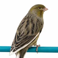 قناری نر زیتونی گنجشکی بخون