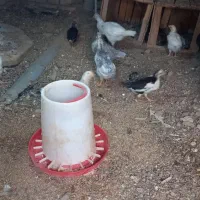 نیمچه  ۴دماهه ماهه گلین اصل  زینتی چهل تاج کرچ شو