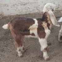 3عدد بزغاله|حیوانات مزرعه|آق قلا, |دیوار