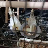 پرنده عروس هلندی