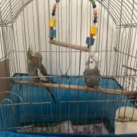 چیکو و بابک