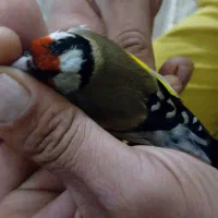 پرنده زیبا معاوضه ندارم|پرنده|میبد, |دیوار