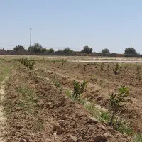 1هکتارو-نیم-باغ-پسته-پیوندی-با2ساعت-چاه-موتورعمیق