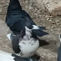 فروش یه عدد شهری|پرنده|فسا, |دیوار