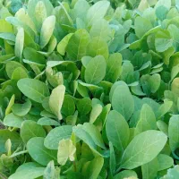 نشا گل گیاه از بنیاد اصل