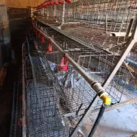 قفس مرغ تخمگزار