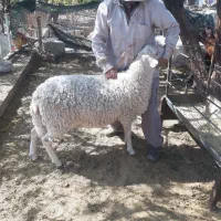 فروش ویژه بره قوچ لاکن|حیوانات مزرعه|نیریز, |دیوار