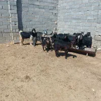 فروش بزدرجه یک 10|حیوانات مزرعه|ششده و قره بلاغ, |دیوار